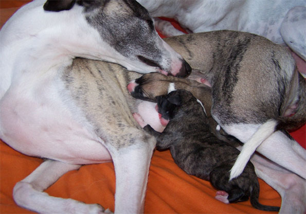 Rozmiar: 63695 bajt�w